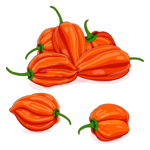 Sekumpulan Cabai Habanero Oranye Capsicum Chinense Cabai Pedas Sayuran Organik - Stok Vektor