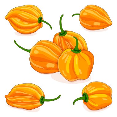 Bir grup sarı habanero acı biber. Capsicum chinense. Acı kırmızı biber. Taze organik sebzeler. Çizgi film tarzı. Vektör illüstrasyonu beyaz arkaplanda izole edildi.