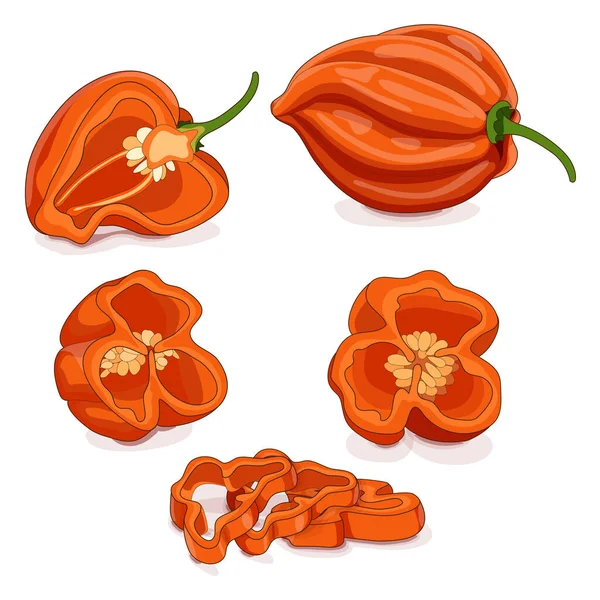 Ganze Halbe Viertel Scheiben Orangefarbene Habanero Chilischoten Capsicum Chinense Chilischote — Stockvektor