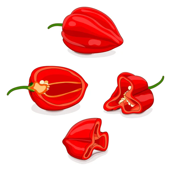 Hele Halve Kwart Rode Habanero Chili Pepers Capsicum Chinense Hete — Stockvector