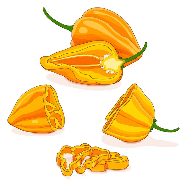 Entero Medio Cuarto Rodajas Chiles Habaneros Amarillos Capsicum Chinense Pimienta Gráficos vectoriales