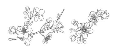 Branch with cherry blossoms. Apple flowers. Line art style hand drawn black and white graphic.