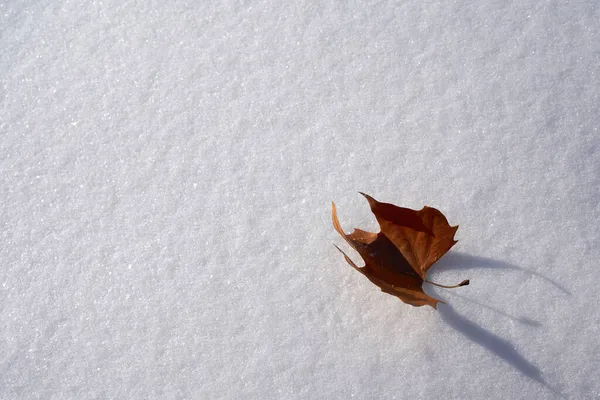 Folha Milho Neve Branca Com Sua Sombra Espaço Copiar Perfeito — Fotografia de Stock