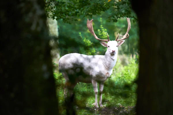 Bulanık yeşil arka planda, iki koyu ağacın arasında 1 beyaz albino nadasa geyik (dama dama dama, damwild). Almanya 'da Yaz Vahşi Hayatı.