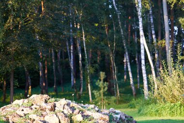 Çeşitli küçük bitkilerin bulunduğu taş yığını güneş tarafından aydınlatılır. Arka planda huş ağaçları ve diğer bitkiler var. Peyzaj.