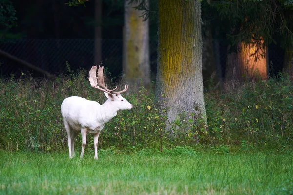 White Albino Fallow Deer Dama Dama Damwild Green Meadow Front — Stock Photo, Image