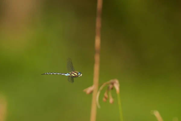 1蜻蜓 Odonata Libellen 从侧面飞到绿色背景前的昆虫 夏天的野生动物 — 图库照片