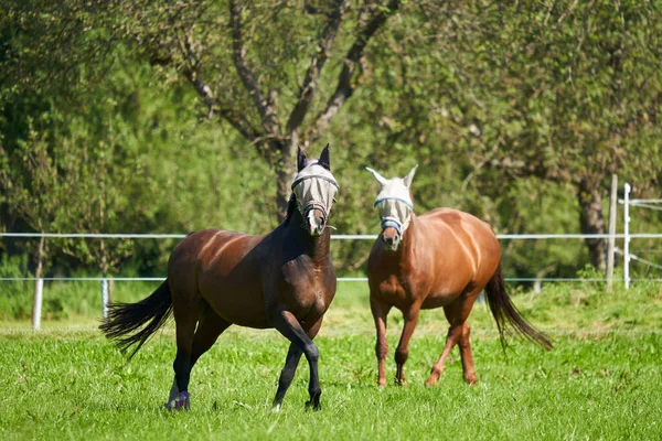 Nuertingen Germany September 2021 Domestic Horses Green Fenced Pasture Surrounded — Stock Photo, Image