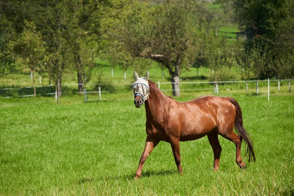 Nuertingen Німеччина Вересня 2021 Домашній Кінь Зеленому Паркані Оточеному Голими — стокове фото