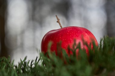 Yeşil yosunlu kırmızı elma (malus) orman zemininde. Ormanda meyve var. Yukarı bak. Kapat..