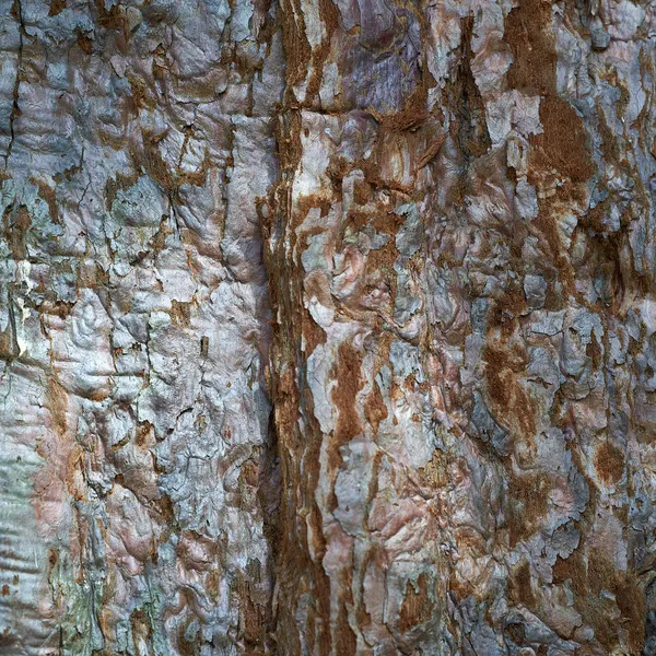 Wzór Pnia Drzewa Sekwoi Pełna Klatka Idealny Tło — Zdjęcie stockowe