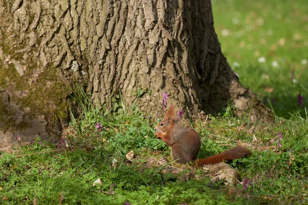 Ekorre Sciurus Sitter Framför Tjock Brun Trädstam Och Äter Något — Stockfoto