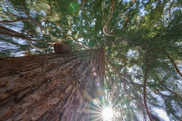 Tree Redwood Wellingtonie Bergmammutbaum Gran Planta Monumental Con Tronco Grande —  Fotos de Stock