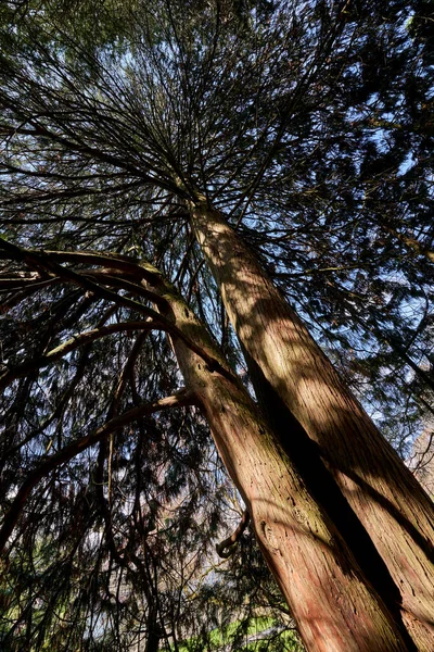 Árbol Chamaecyparis Nootkatensis Nutka Scheinzypresse Dos Tronco Planta Grande Fotografiado —  Fotos de Stock