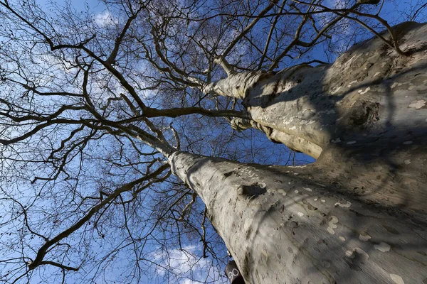 Fattyú Platán Platanus Hispanica Ikernövény Átlós Kilátás Alulról Mielőtt Kék — Stock Fotó