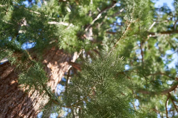 Redwood Sequoiadendron Giganteum Bergmammutbaum Zöld Lombozat Nagy Barna Szár Mélysége — Stock Fotó