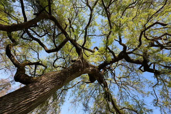 나무를 버드나무 Salix Chrysocoma Goldene Trauerweide 줄기와 식물이다 아래에서 내려다볼 — 스톡 사진