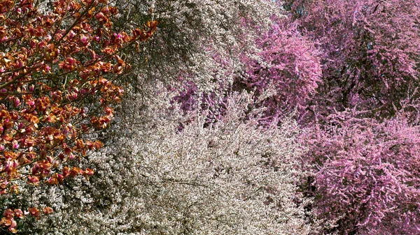 Japanische Kirschblüte Und Andere Frühlingsblüher Muster Seitenansicht — Stockfoto