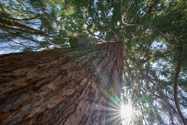 Tree Redwood Wellingtonie Bergmammutbaum Gran Planta Monumental Con Tronco Grande —  Fotos de Stock