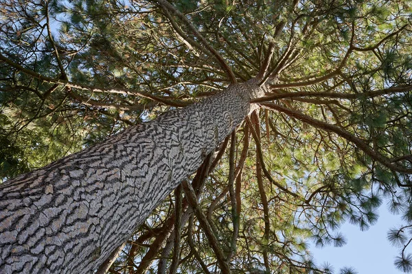 용골자리 Pinus Ponderosa 아래의 나무이다 줄기에 가지가 가지가 위에서 — 스톡 사진