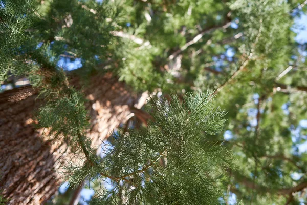 Redwood Sequoiadendron Giganteum Bergmammutbaum Zöld Lombozat Nagy Barna Szár Mélysége — Stock Fotó
