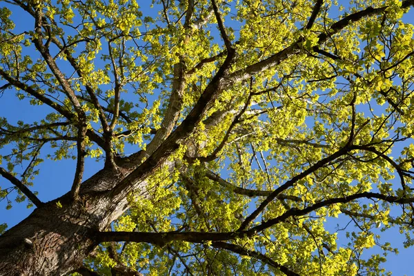 베를린 포플러 Populus Berolinensis Berliner Pappl 피우는 식물이다 가지와 노란색의 — 스톡 사진