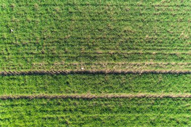Yeşil buğday tarlasında 2 traktör izi. Bahar aylarında hava manzarası. Üst Manzara. Desen.