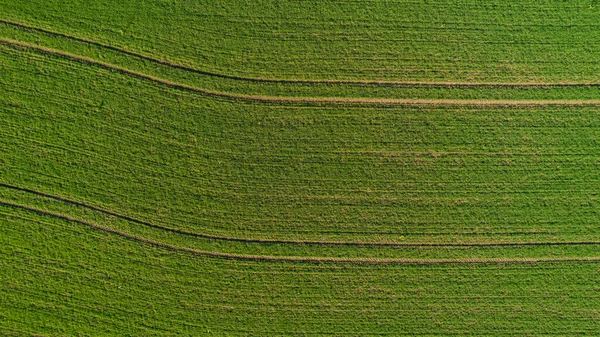 4 traktör izi taze ekilmiş buğday tarlasından geçiyor. Hava görüntüsü. Üst görünüm.