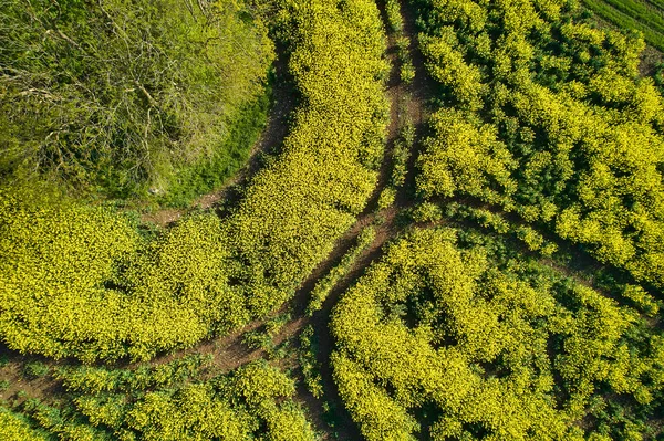 Muchas Huellas Tractores Campo Violación Árboles Agricultura Vista Aérea Vista — Foto de Stock