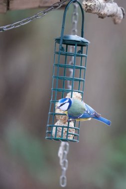 Meme fareli böreklerle beslenme sütunu. Kışın dalda öten kuşlar için yiyecek. 1 Hayvan (Siyanistes caeruleus, Blaumeise).
