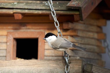 Tit at the wooden bird house. Winter feeding in snow and frost. Great tit (Poecile montanus, Weidenmeise). Shelter for animals and songbirds.