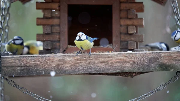 Tit Wooden Bird House Winter Feeding Snow Frost Great Tit — Stock Fotó