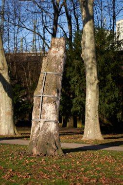 Parktaki ağaç bakımı. Bitki çelik atel ile sabitlenir..