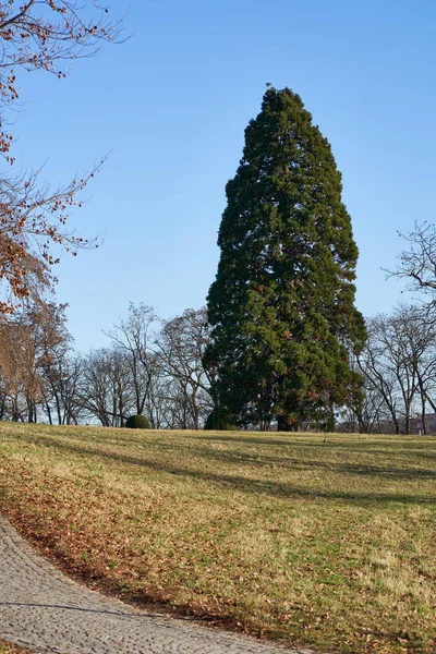 Gigantyczne Drzewo Sekwoja Sequoiadendron Giganteum Parku Błękitne Niebo — Zdjęcie stockowe