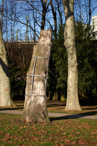 Parktaki ağaç bakımı. Bitki çelik atel ile sabitlenir..