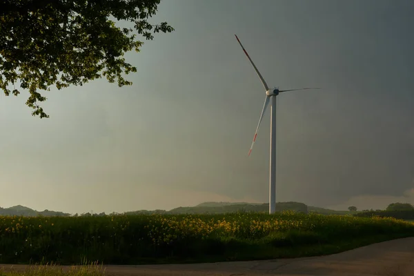 Een Windturbine Een Canola Veld Weg Deel Van Een Boom — Stockfoto