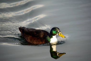 Erkek ördek yansımalarla gölde yüzüyor. Drake hayvanı. Yüksek açı görünümü.