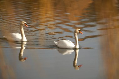İki kuğu gölü yüzerek geçer. Ilık suda iki beyaz kuş. Yan görünüm.