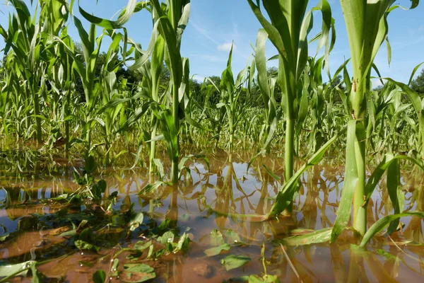 Fırtına dalgası üstüne mısır tarlasını sular altında bıraktı. Kahverengi sudaki yeşil ekin bitkileri. Derin perspektif.