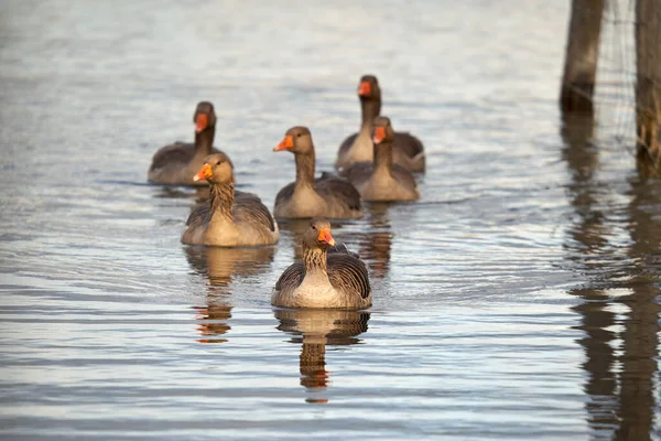 水の上に灰色のガチョウ Anser Anser とグループ 湖では6匹の水鳥が泳いでいる 正面図 — ストック写真