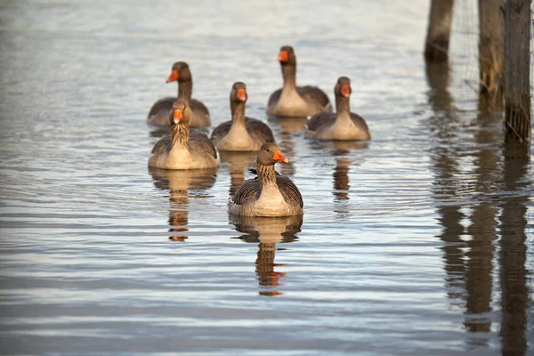 水の上に灰色のガチョウ Anser Anser とグループ 湖では6匹の水鳥が泳いでいる 正面図 — ストック写真