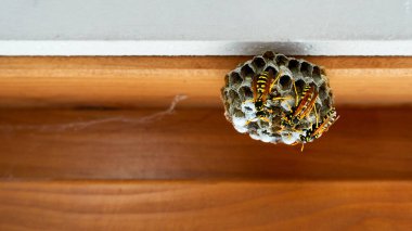 Kahverengi penceredeki eşekarısı yuvası beyaz bir duvarı gösteriyor.