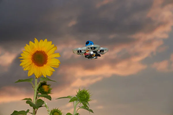 Girasol Amarillo Helianthus Annuus Abordado Por Pequeño Dron Azul También —  Fotos de Stock