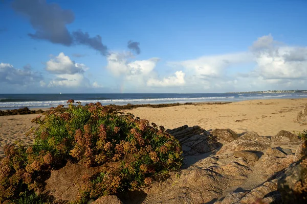 Planta Una Roca Playa Arena Francesa Océano Atlántico Azul Contra —  Fotos de Stock