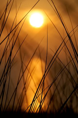 Denizin üzerindeki günbatımının manzarası. Ön planda çim bıçakları var. Güneş ve kuzey deniz derinliği bulanıklaştı.
