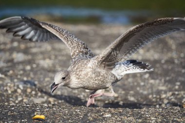 1 genç martı (Larinae) bir barajda sarı patates kızartması kovalıyor. Kanatları açık, yiyecek arayan bir hayvan. Arka planda kuzey deniz suyu ve algler var. Hollanda, Zeeland, Brouwersdam.