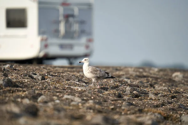 Gaviota Joven Larinae Frente Una Caravana Animal Pájaro Corriendo Sobre —  Fotos de Stock