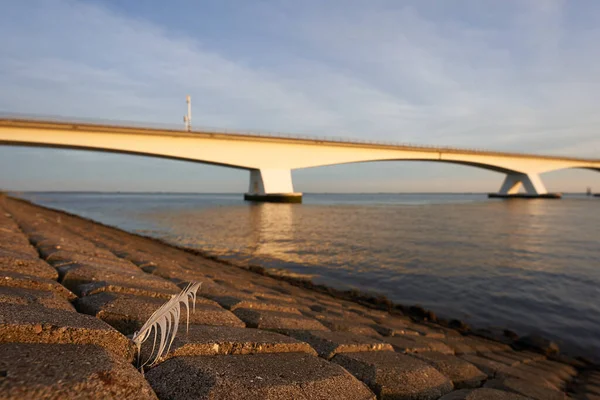 Weiße Feder Zwischen Kopfsteinpflaster Holländische Zeeland Brücke Leuchtet Orange Abendlicht — Stockfoto