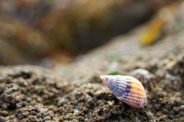 Buzlu salyangoz. Kumsalda turuncu ve mor renkli huysuz bir hayvan. Yan görünüm.