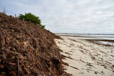 Fransa sahillerinde bir sürü kahverengi yosun var. Ölü bitkiler birikti. Gri gökyüzü.